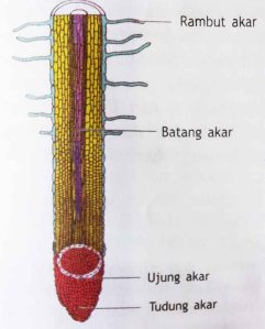 struktur-luar-akar1